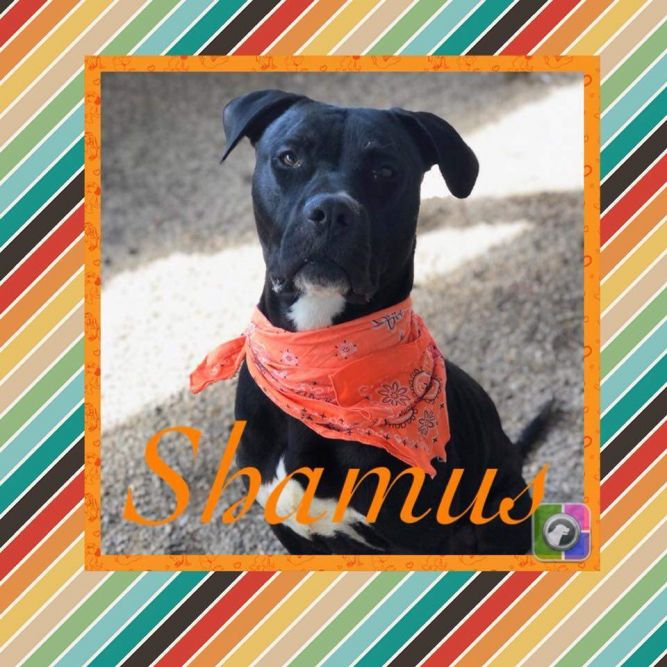 Shamus
