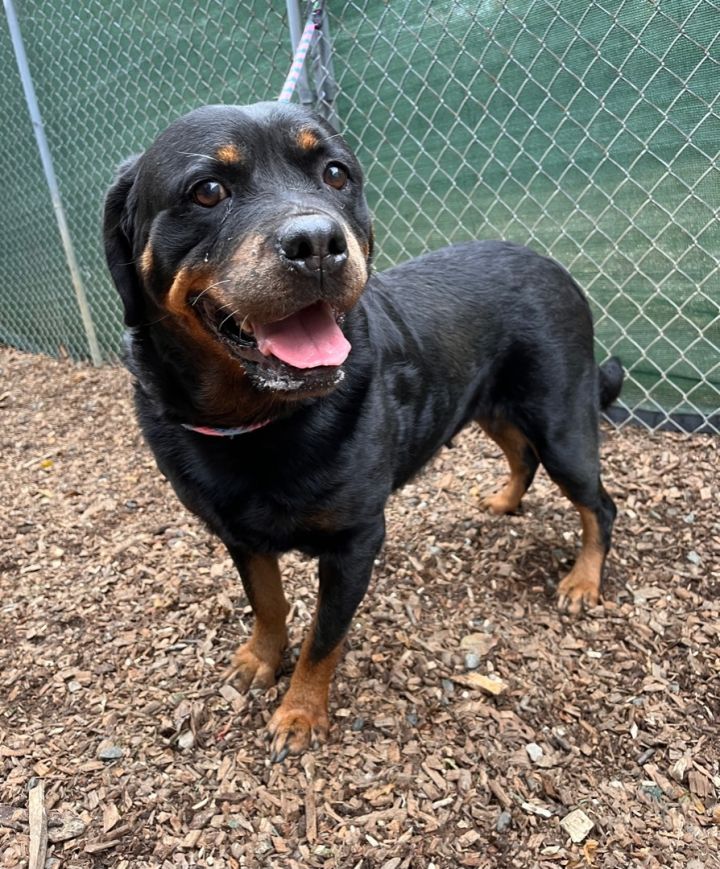 Naomi , an adoptable Rottweiler in Chester Springs, PA_image-1