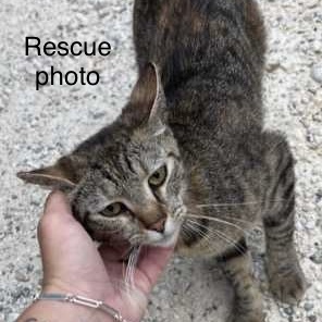 Tabitha, an adoptable Domestic Short Hair in Fort Worth, TX_image-3