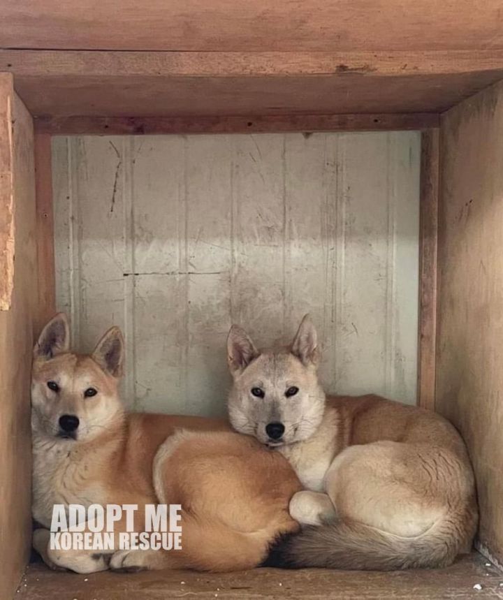 Gold and Mond (siblings looking for separate homes) 3