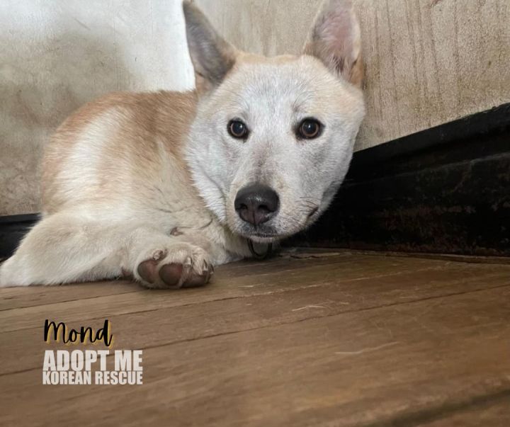 Gold and Mond (siblings looking for separate homes) 4