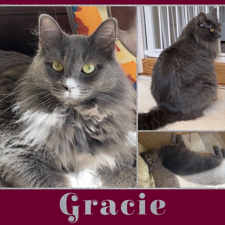 Gracie and Sootie, an adoptable Domestic Medium Hair in Leesburg, VA_image-2