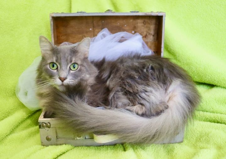 Gabriella, an adopted Maine Coon & Persian Mix in Saint Augustine, FL_image-1