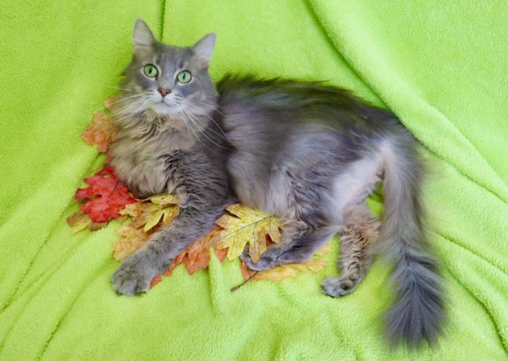 Gabriella, an adopted Maine Coon & Persian Mix in Saint Augustine, FL_image-2