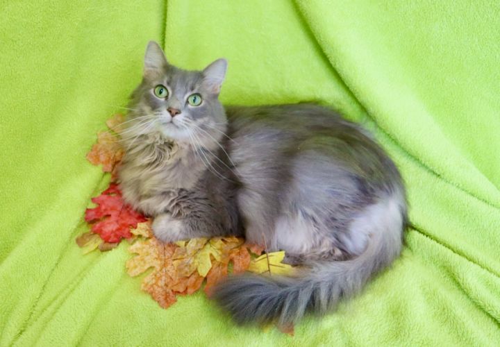 Gabriella, an adopted Maine Coon & Persian Mix in Saint Augustine, FL_image-3