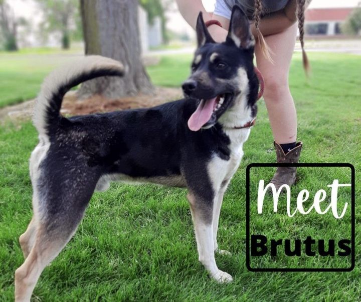 Brutus, an adoptable Husky Mix in Marion, IN_image-1