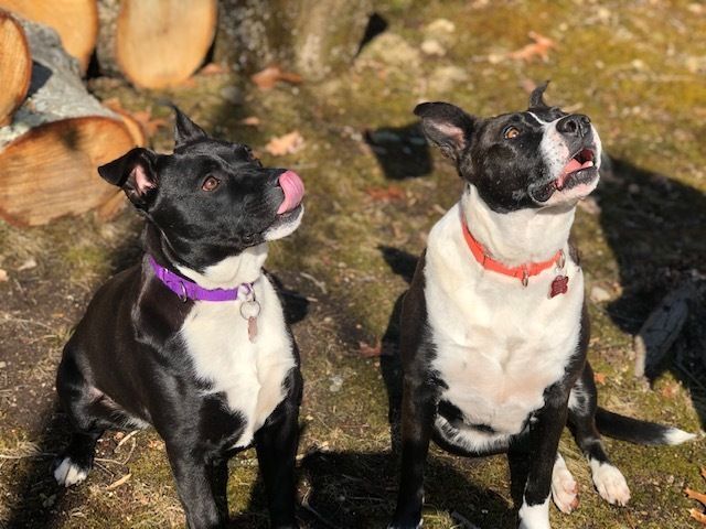 Frenchie & Madgee - sweet mother/daughter duo, an adoptable Staffordshire Bull Terrier & Border Collie Mix in Stamford, CT_image-5