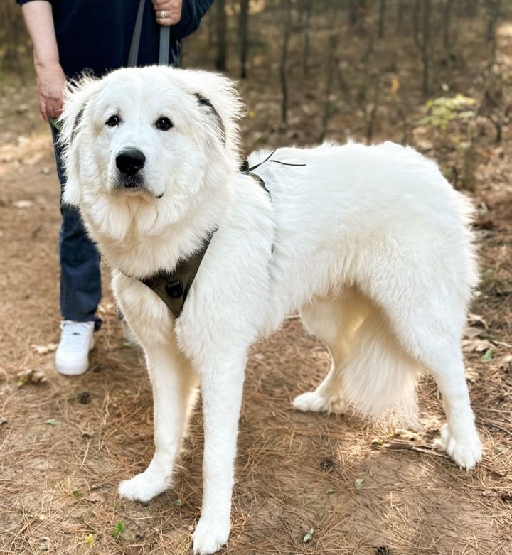 Charlie, an adoptable Great Pyrenees in Neshkoro, WI_image-2