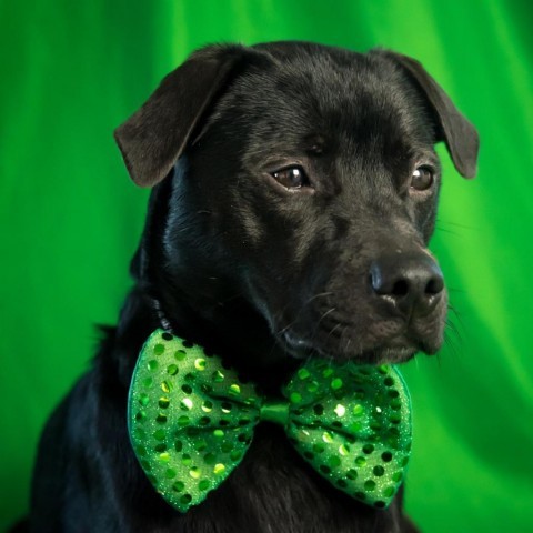 Jig Green X208, an adoptable Pug, Retriever in Allen, TX, 75013 | Photo Image 1