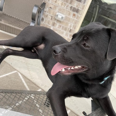 Jig Green X208, an adoptable Pug, Retriever in Allen, TX, 75013 | Photo Image 4