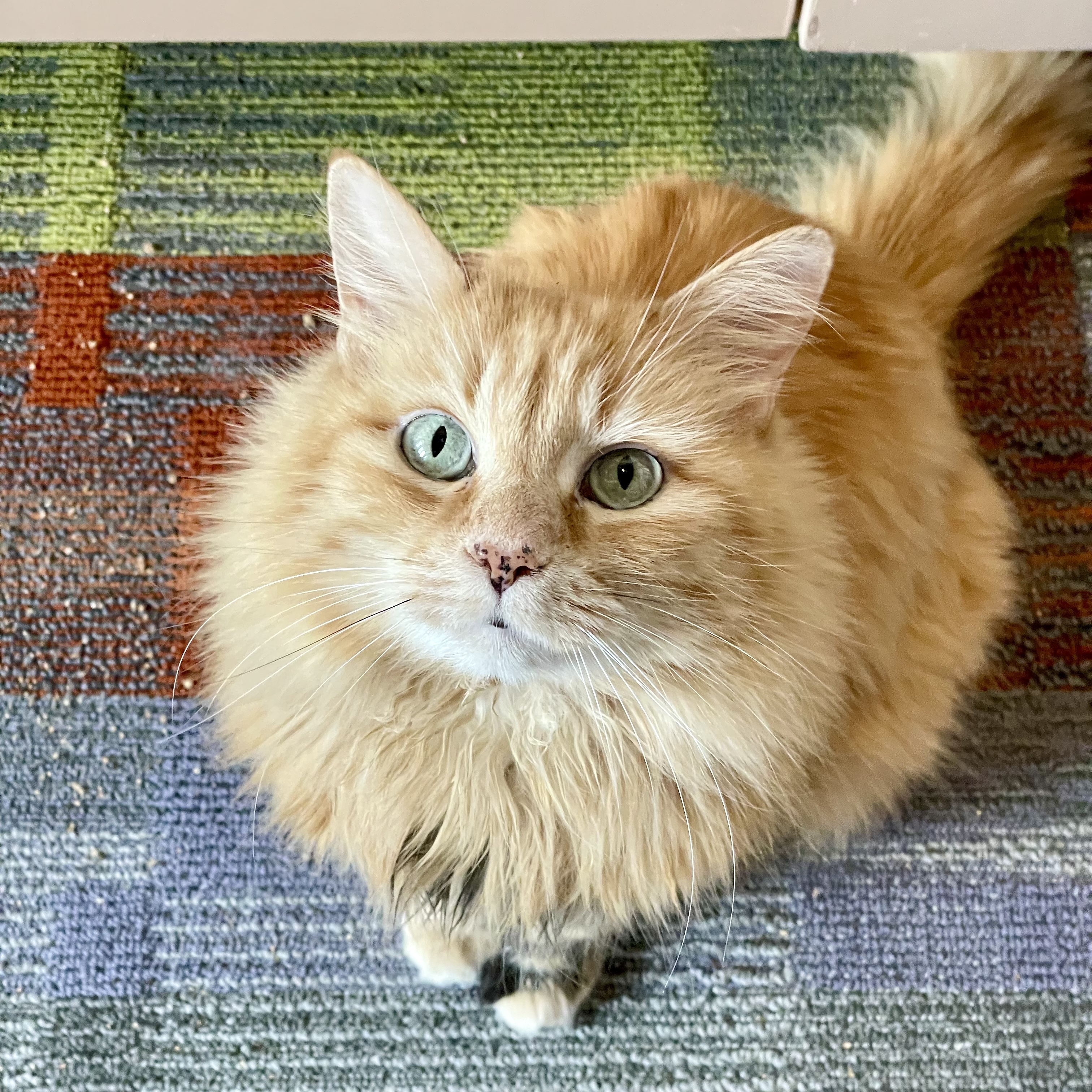 Sophie Sunshine, an adoptable Turkish Angora, Domestic Long Hair in Santa Fe, NM, 87501 | Photo Image 1