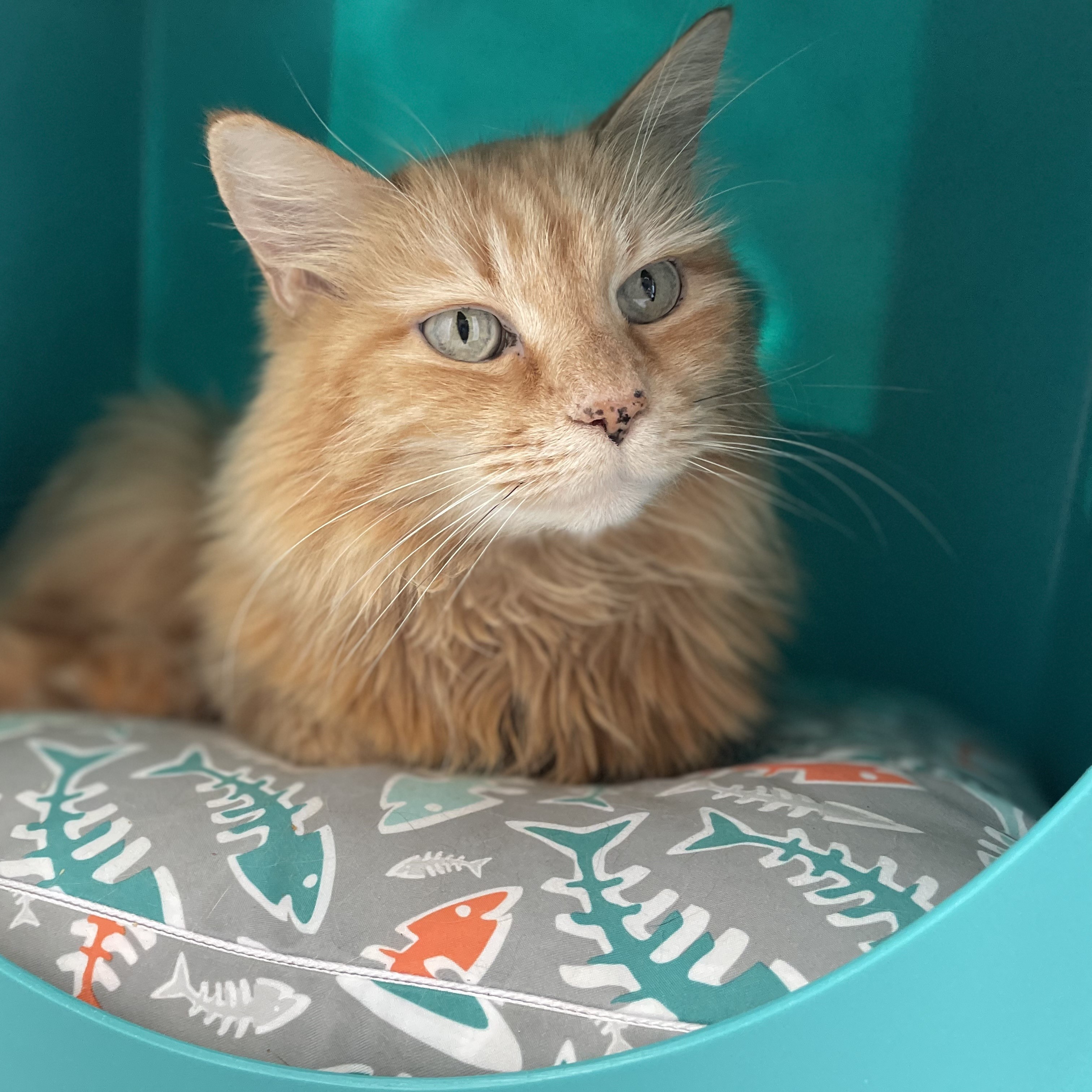 Sophie Sunshine, an adoptable Turkish Angora, Domestic Long Hair in Santa Fe, NM, 87501 | Photo Image 3