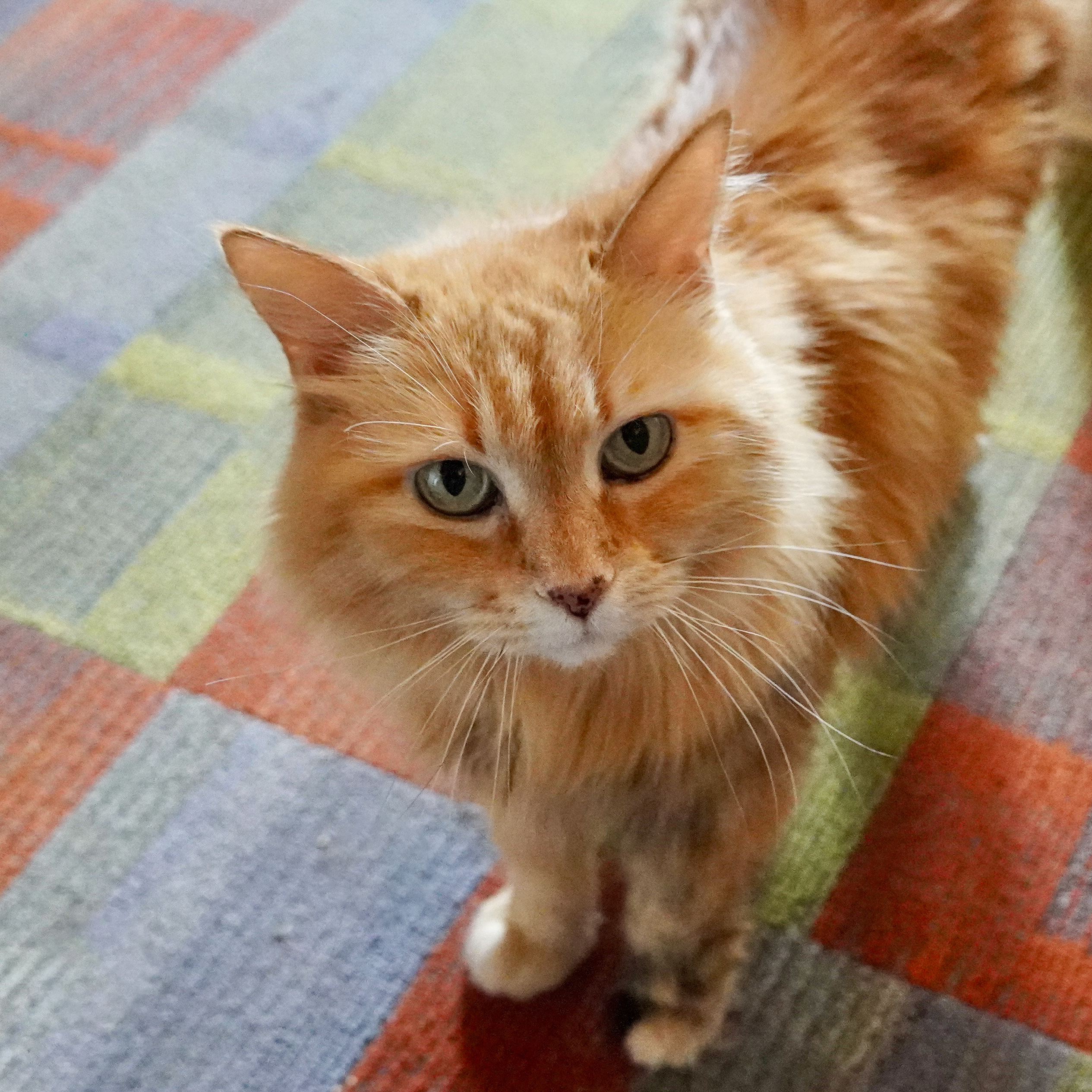 Sophie Sunshine, an adoptable Turkish Angora, Domestic Long Hair in Santa Fe, NM, 87501 | Photo Image 4