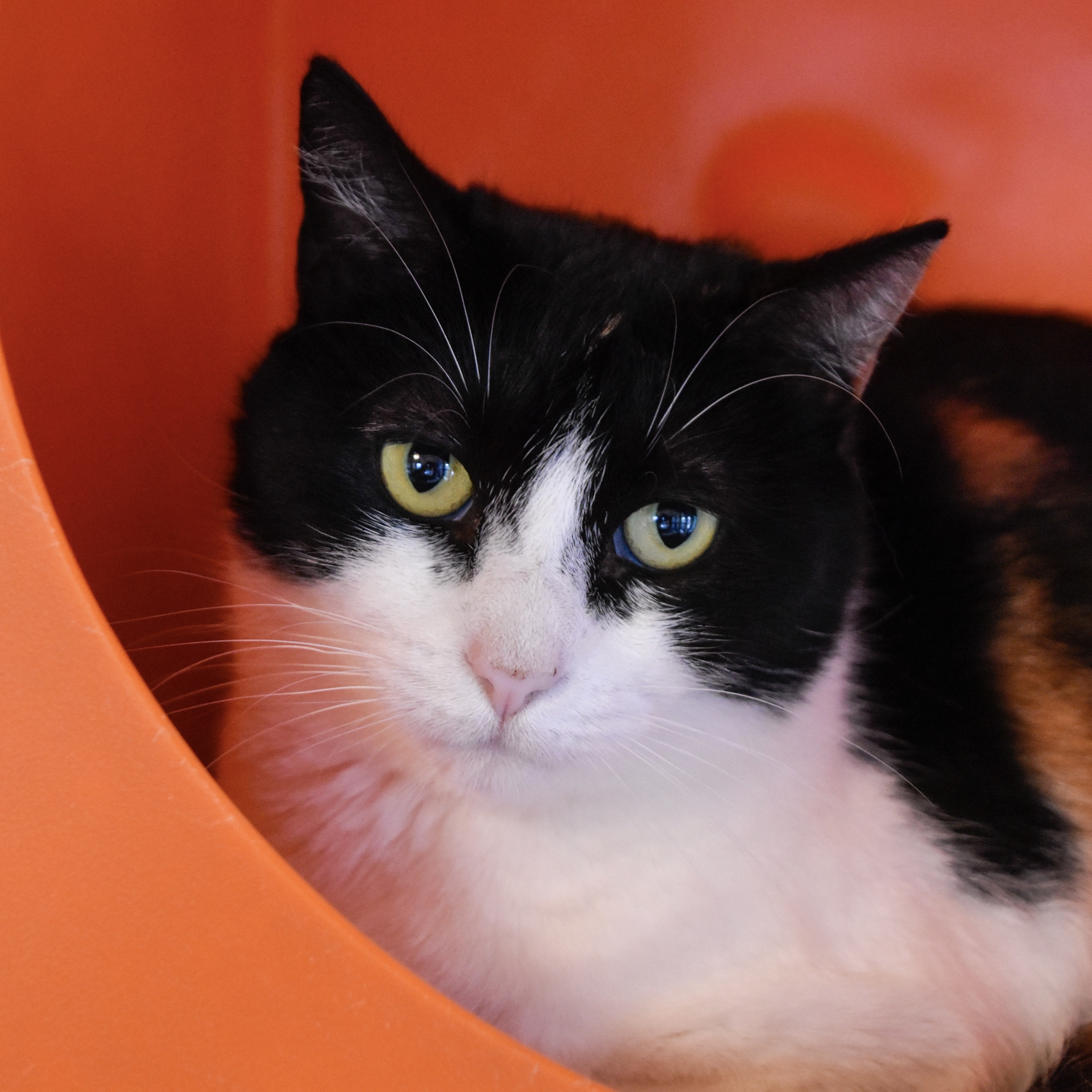 Leigh, an adoptable Domestic Short Hair in Santa Fe, NM, 87501 | Photo Image 1