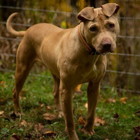 Monroe, an adopted Bull Terrier & American Staffordshire Terrier Mix in Lancaster, SC_image-1