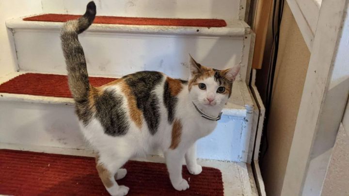 Hazel, an adopted Calico in Columbus, OH_image-6