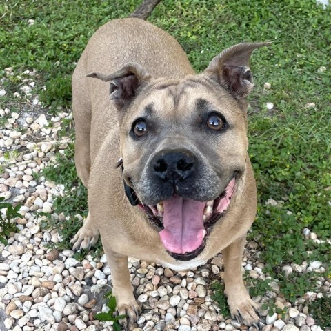 Biscuit, an adoptable Mixed Breed in Port Richey, FL_image-2