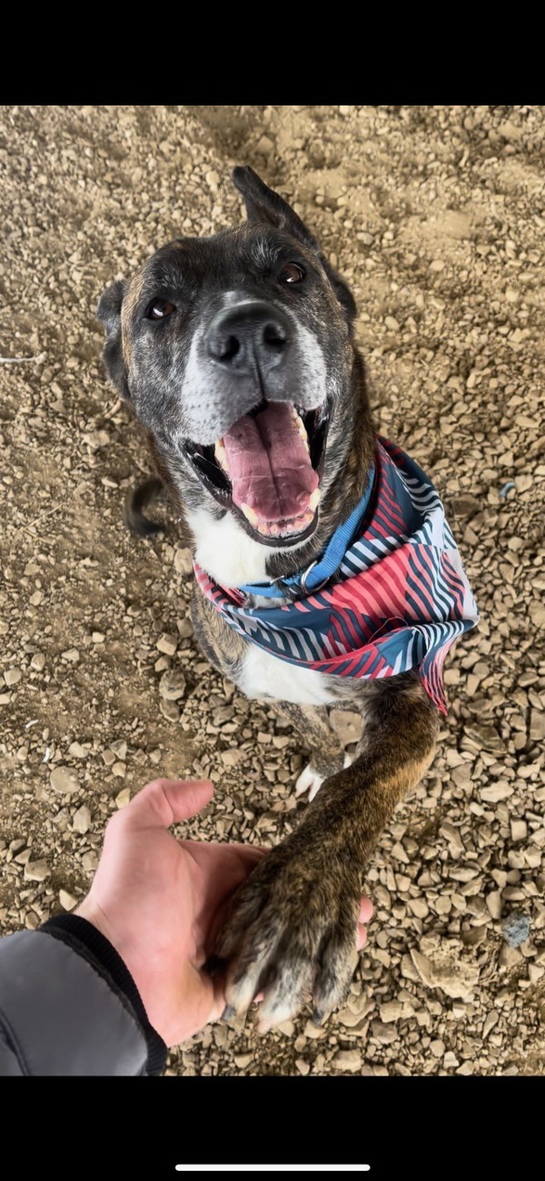 Kuma, an adoptable Akita in Indiana, PA, 15701 | Photo Image 1