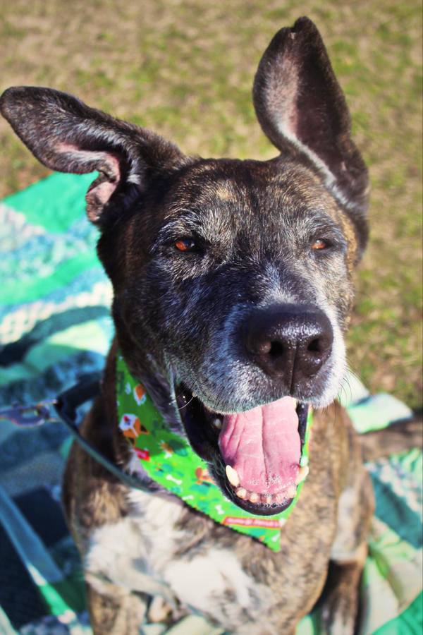 Kuma, an adoptable Akita in Indiana, PA, 15701 | Photo Image 2