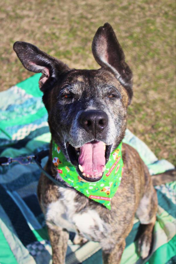 Kuma, an adoptable Akita in Indiana, PA, 15701 | Photo Image 3