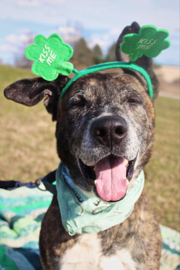 Kuma, an adoptable Akita in Indiana, PA, 15701 | Photo Image 4