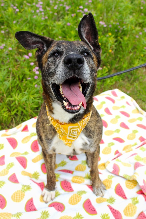 Kuma, an adoptable Akita in Indiana, PA, 15701 | Photo Image 5