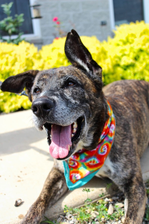 Kuma, an adoptable Akita in Indiana, PA, 15701 | Photo Image 6