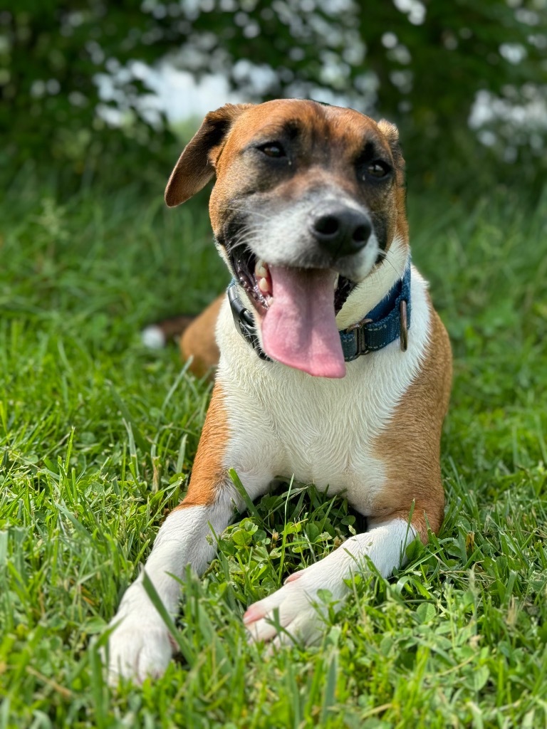 John B, an adoptable Mixed Breed in Lexington, KY, 40505 | Photo Image 1