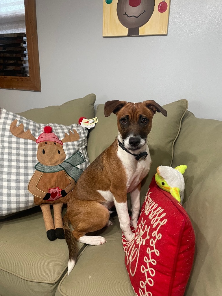 John B, an adoptable Mixed Breed in Lexington, KY, 40505 | Photo Image 2