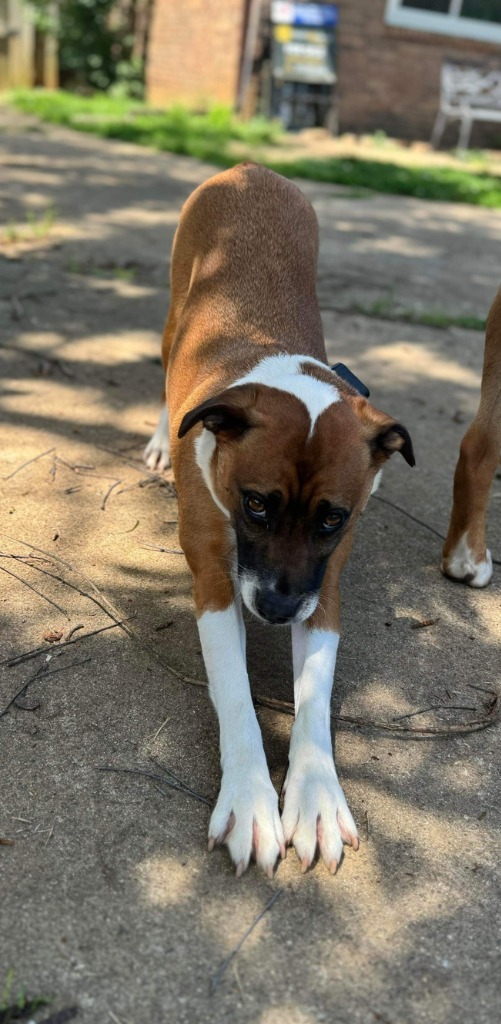 John B, an adoptable Mixed Breed in Lexington, KY, 40505 | Photo Image 4