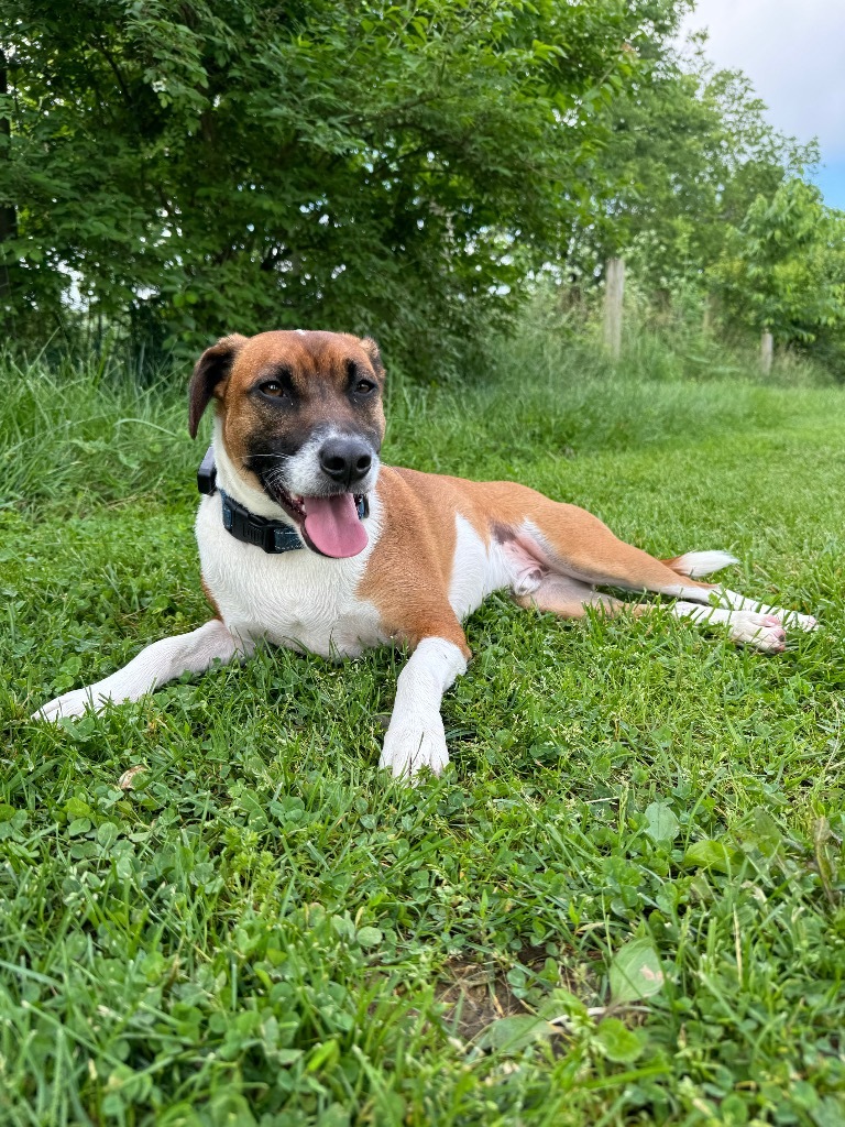 John B, an adoptable Mixed Breed in Lexington, KY, 40505 | Photo Image 5