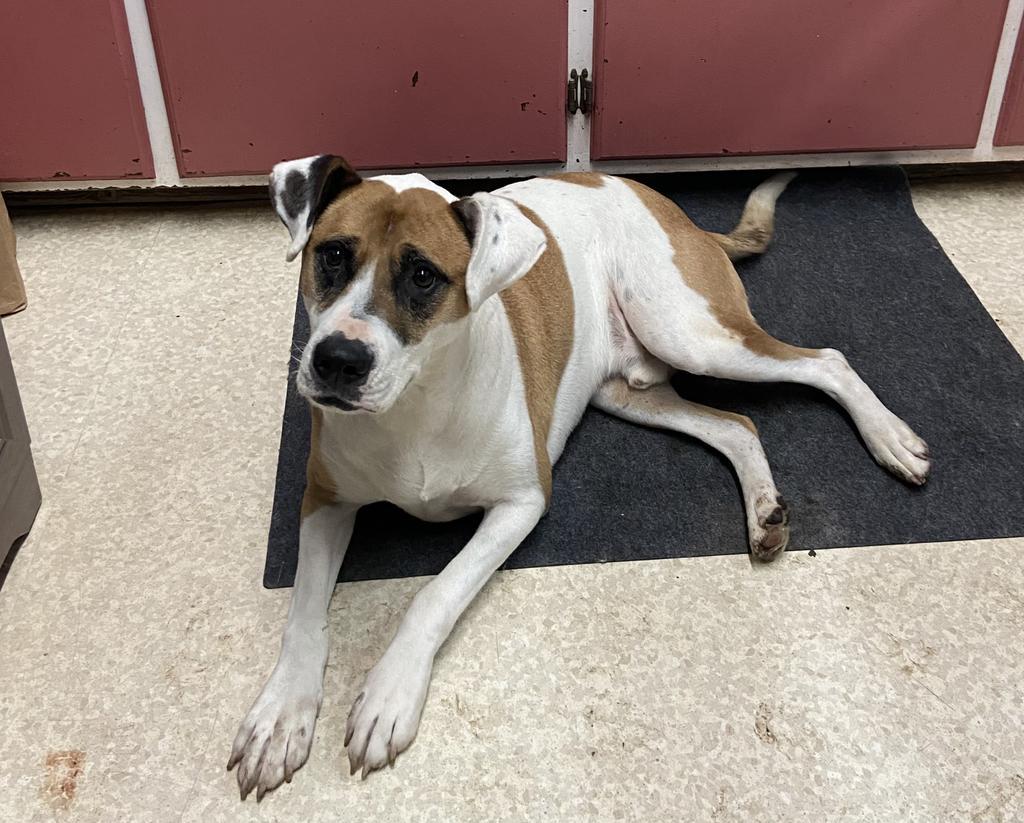 Otto, an adoptable Pit Bull Terrier, Mixed Breed in Virginia, MN, 55792 | Photo Image 1