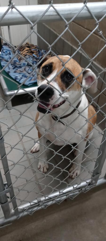 Otto, an adoptable Pit Bull Terrier, Mixed Breed in Virginia, MN, 55792 | Photo Image 2