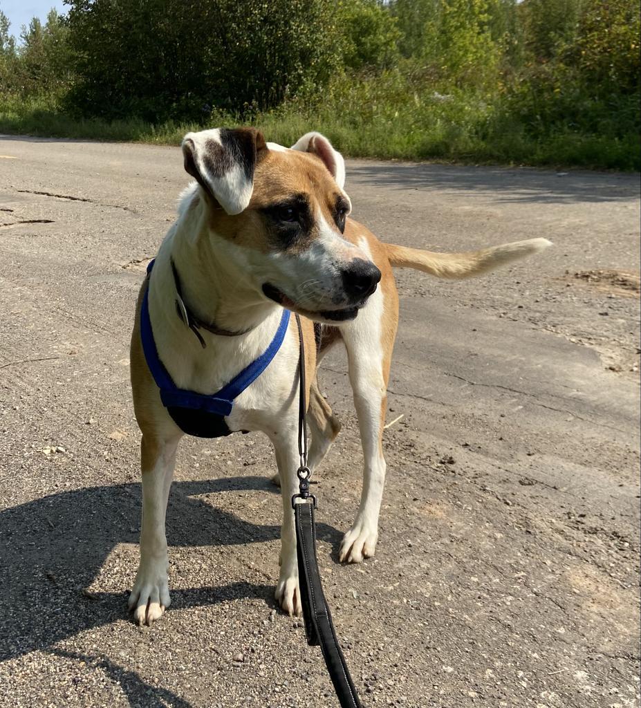 Otto, an adoptable Pit Bull Terrier, Mixed Breed in Virginia, MN, 55792 | Photo Image 3