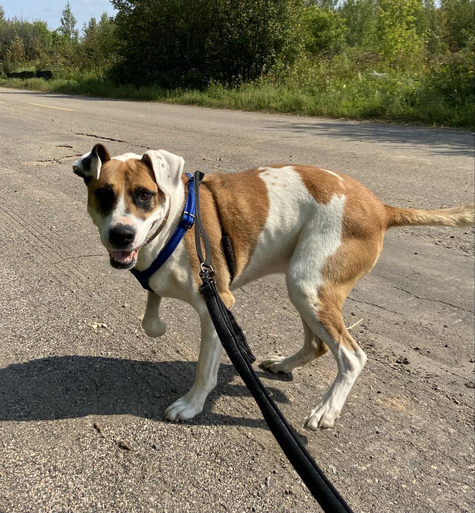 Otto, an adoptable Pit Bull Terrier, Mixed Breed in Virginia, MN, 55792 | Photo Image 4