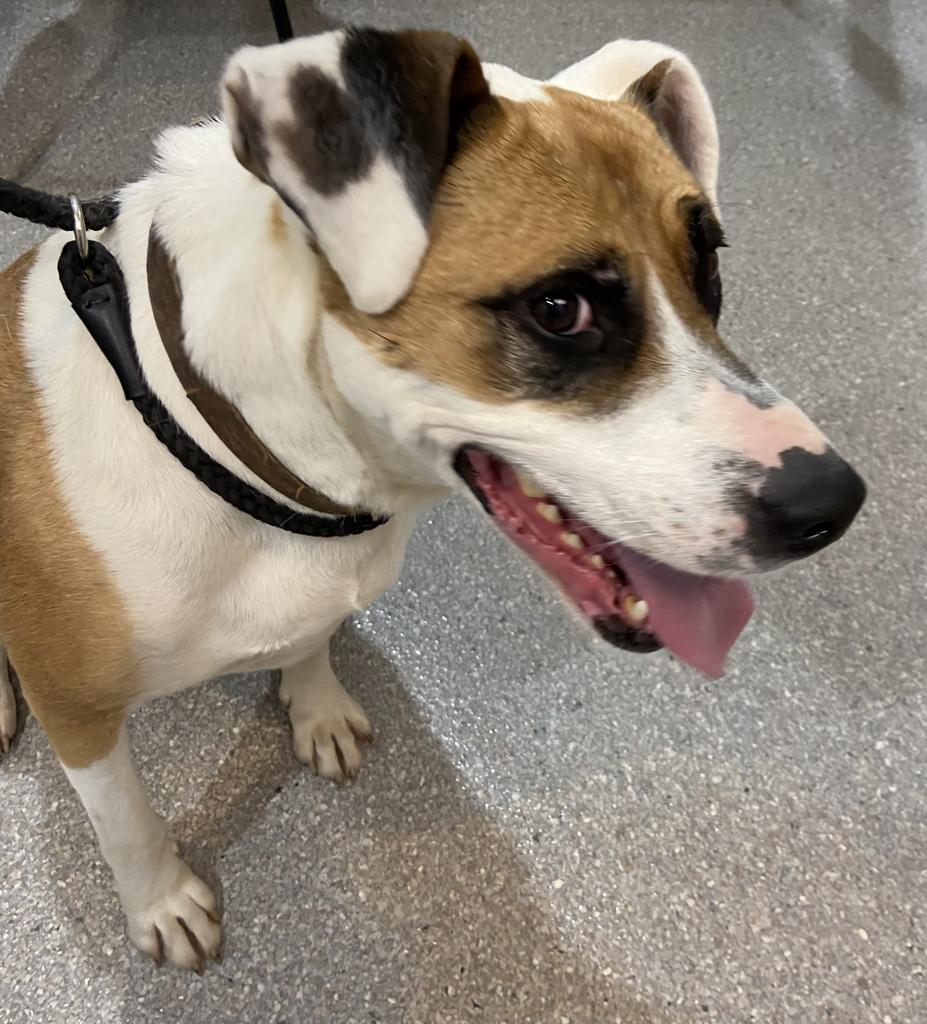 Otto, an adoptable Pit Bull Terrier, Mixed Breed in Virginia, MN, 55792 | Photo Image 6