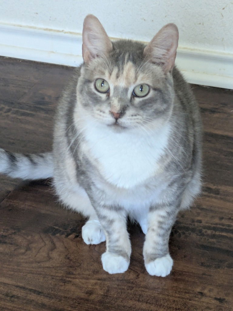 Momma Tortilla, an adoptable Domestic Short Hair in San Antonio, TX, 78247 | Photo Image 1