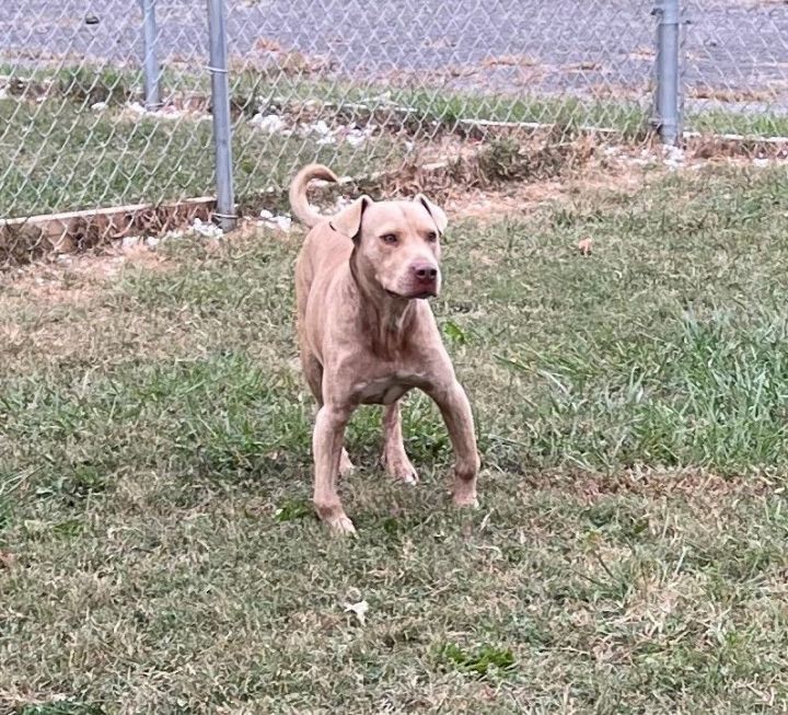 Gardo, an adoptable Pit Bull Terrier Mix in Rogersville, TN_image-4