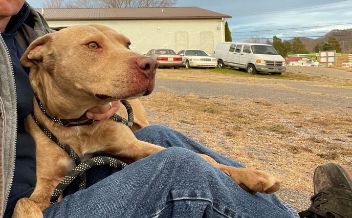 Gardo, an adoptable Pit Bull Terrier Mix in Rogersville, TN_image-1