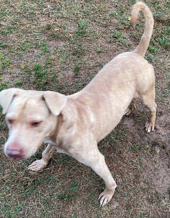 Gardo, an adoptable Pit Bull Terrier Mix in Rogersville, TN_image-5