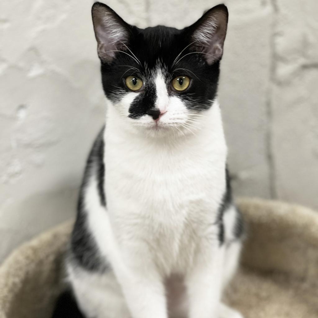 Tastee, an adoptable Domestic Short Hair in Mount Juliet, TN, 37122 | Photo Image 1