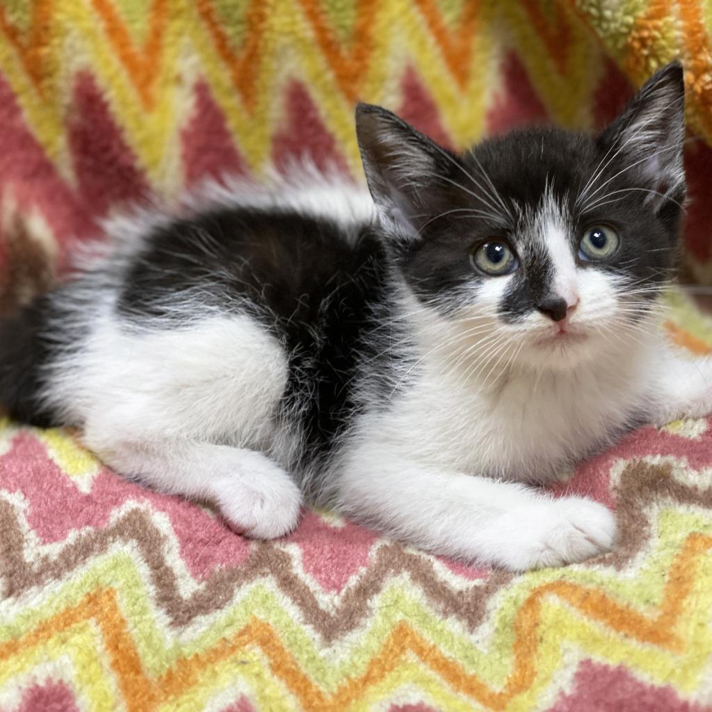 Tastee, an adoptable Domestic Short Hair in Mount Juliet, TN, 37122 | Photo Image 2