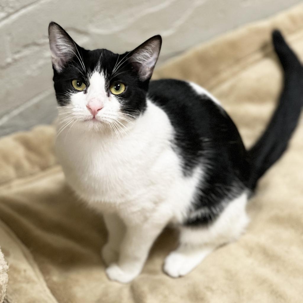 Blurry, an adoptable Domestic Short Hair in Mount Juliet, TN, 37122 | Photo Image 1