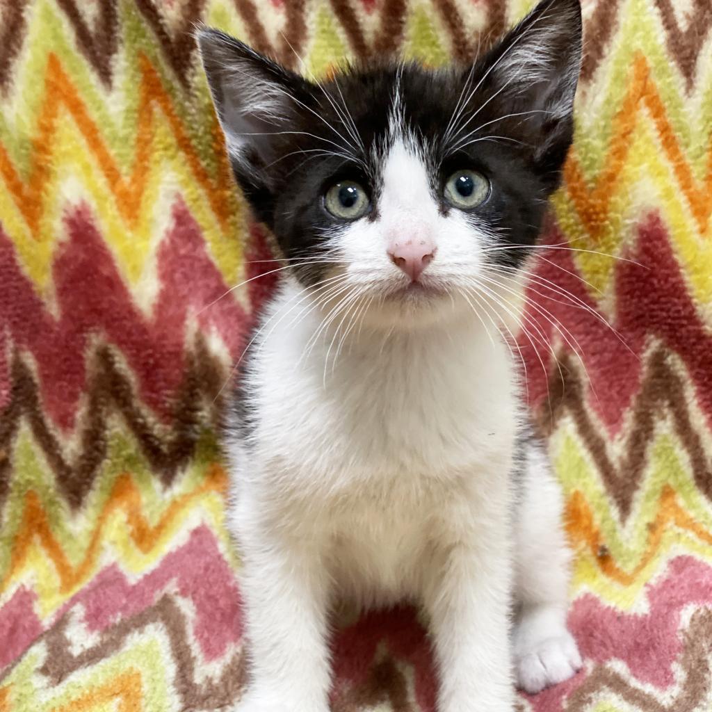 Blurry, an adoptable Domestic Short Hair in Mount Juliet, TN, 37122 | Photo Image 2