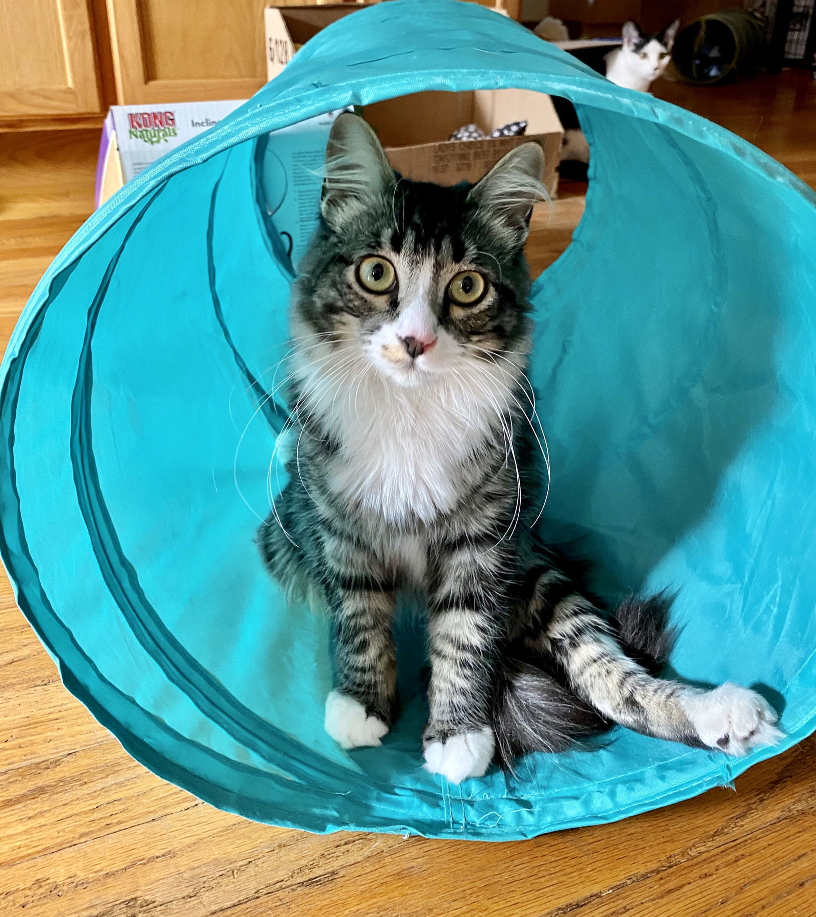 Percy, an adoptable Domestic Medium Hair in Santa Clara, CA, 95050 | Photo Image 1