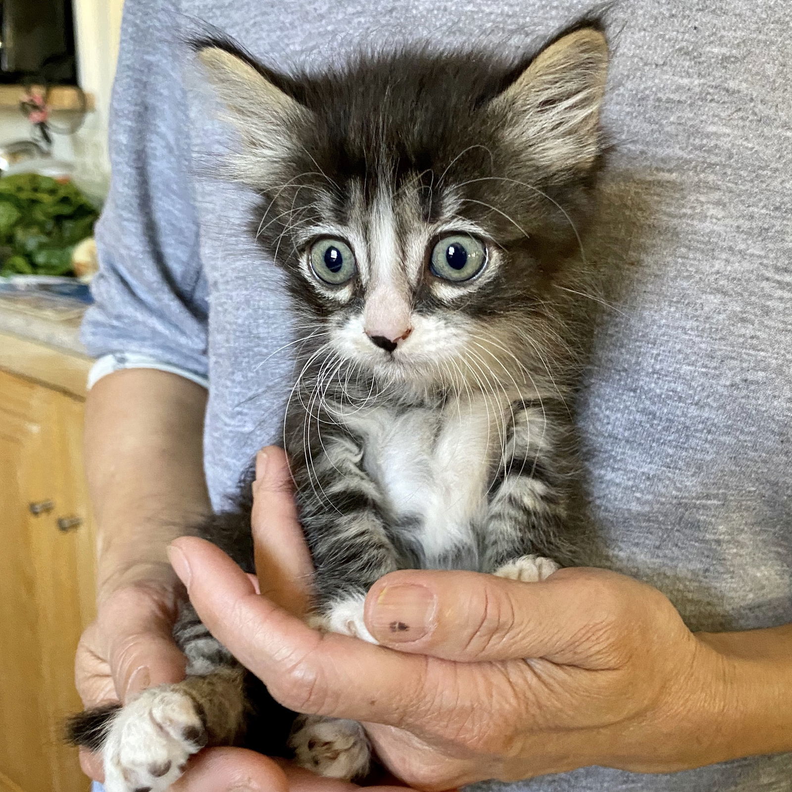 Percy, an adoptable Domestic Medium Hair in Santa Clara, CA, 95050 | Photo Image 3