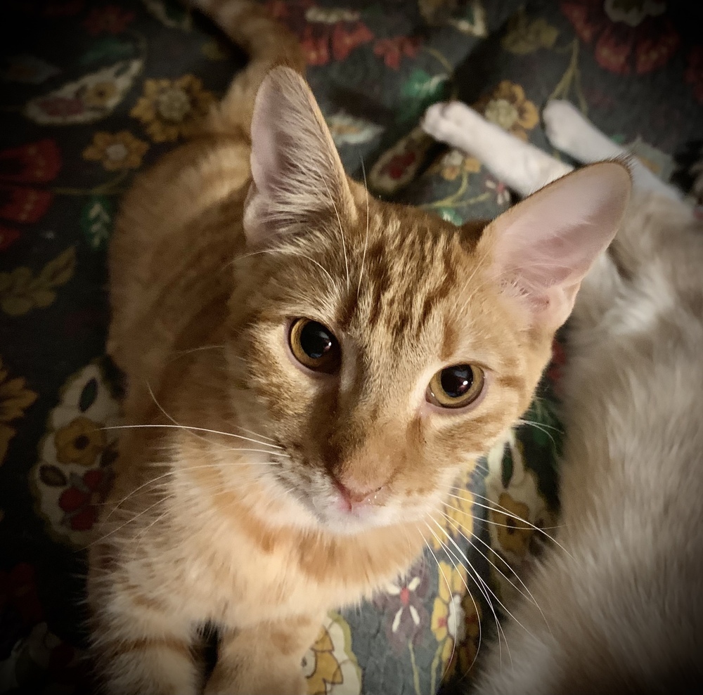 Paige, an adoptable Domestic Short Hair in Dawson, GA, 31742 | Photo Image 1