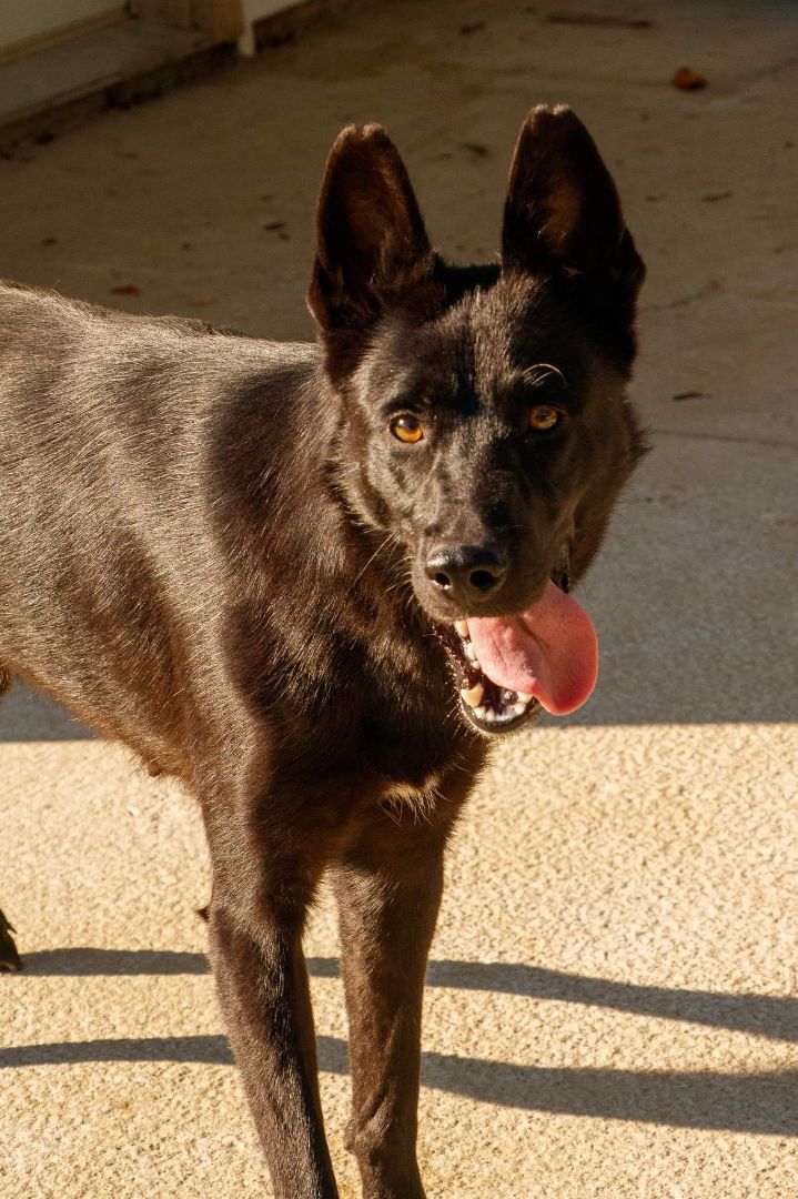 Maverick and Maize, an adoptable German Shepherd Dog in Lima, OH_image-1