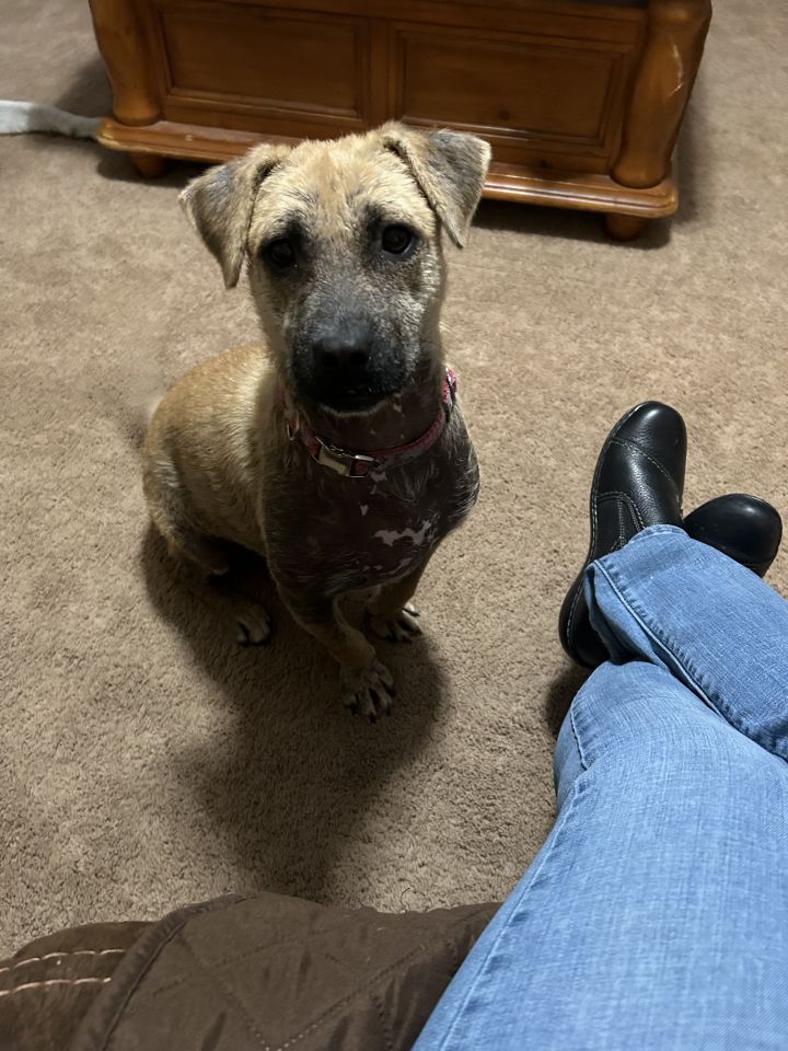 Gracie 4