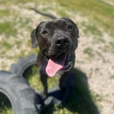 Winifred, an adoptable American Staffordshire Terrier in Lompoc, CA, 93436 | Photo Image 1